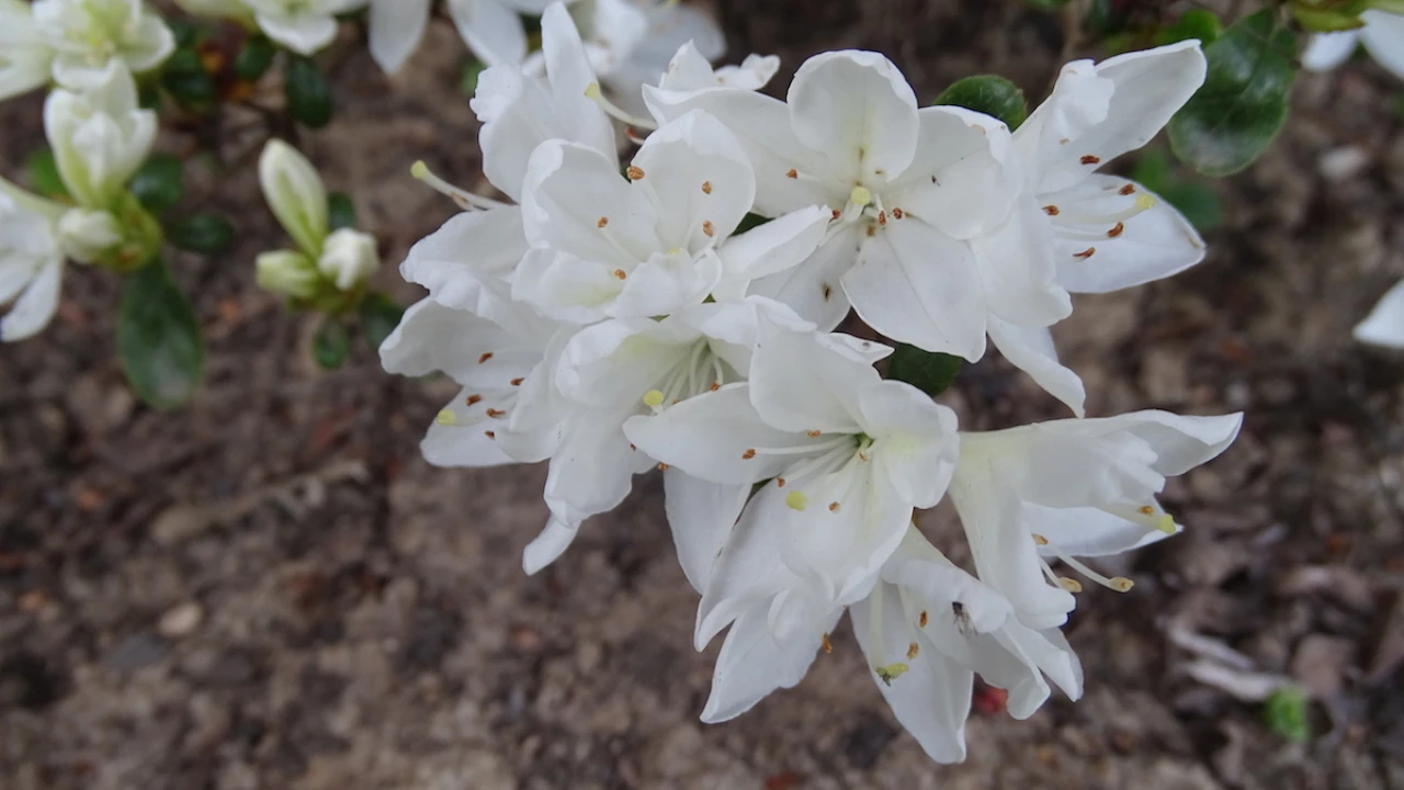 Kermesinum album